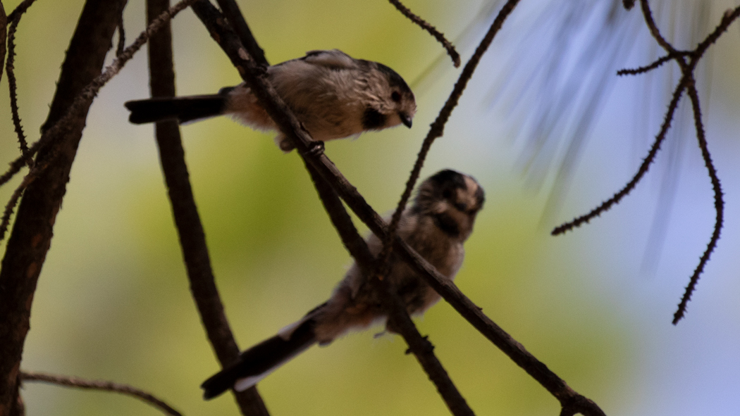 Uzunkuyruklu baştankara