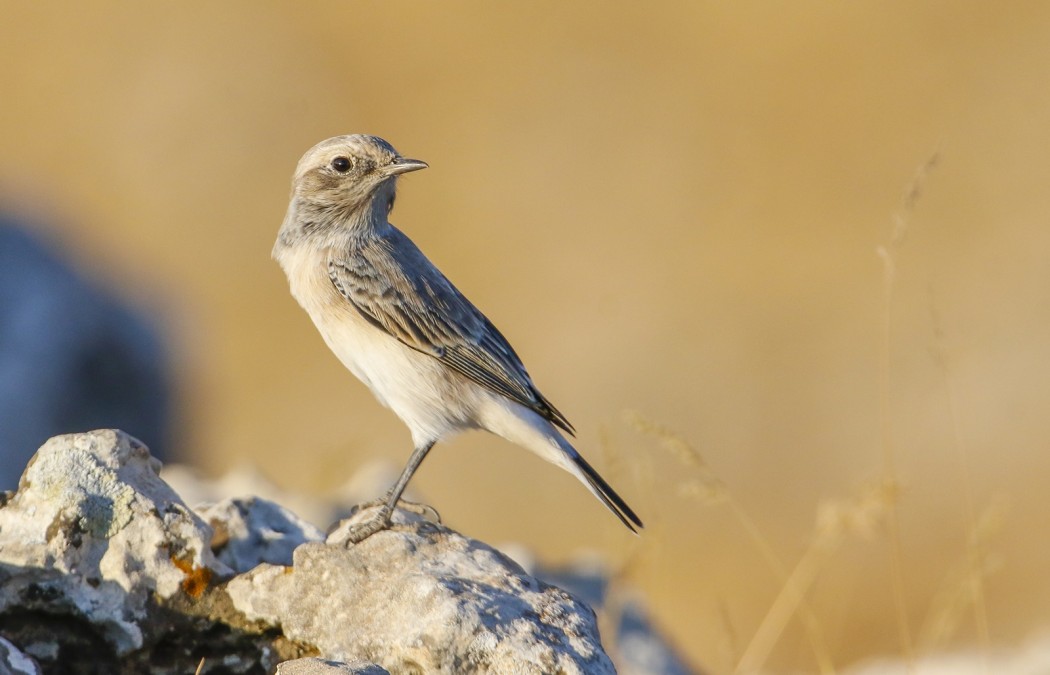 Aksırtlı kuyrukkakan