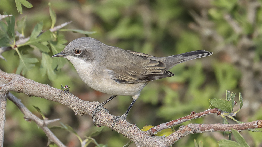 Küçük akgerdanlı ötleğen