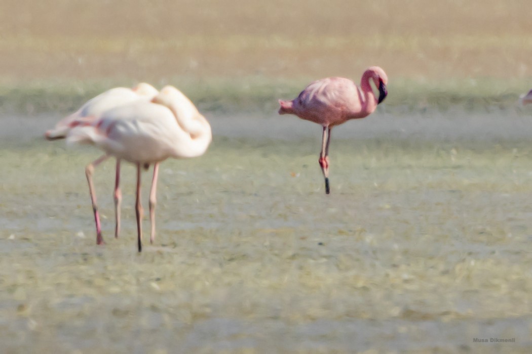Küçük flamingo