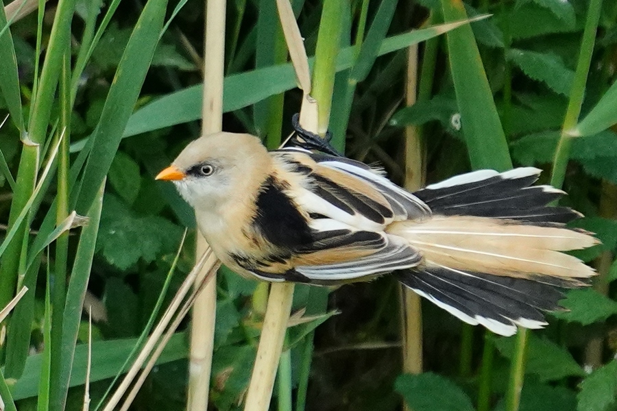 Bıyıklı baştankara