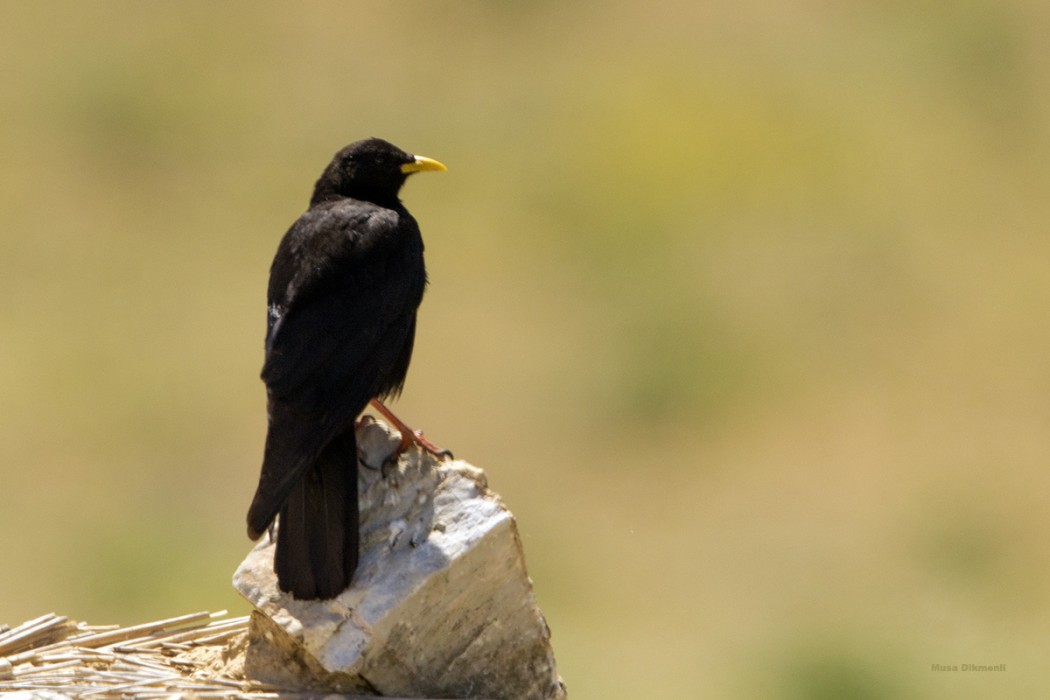 Sarıgagalı dağ kargası