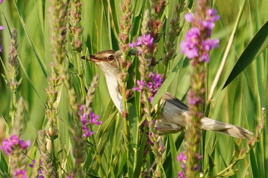Büyük kamışçın
