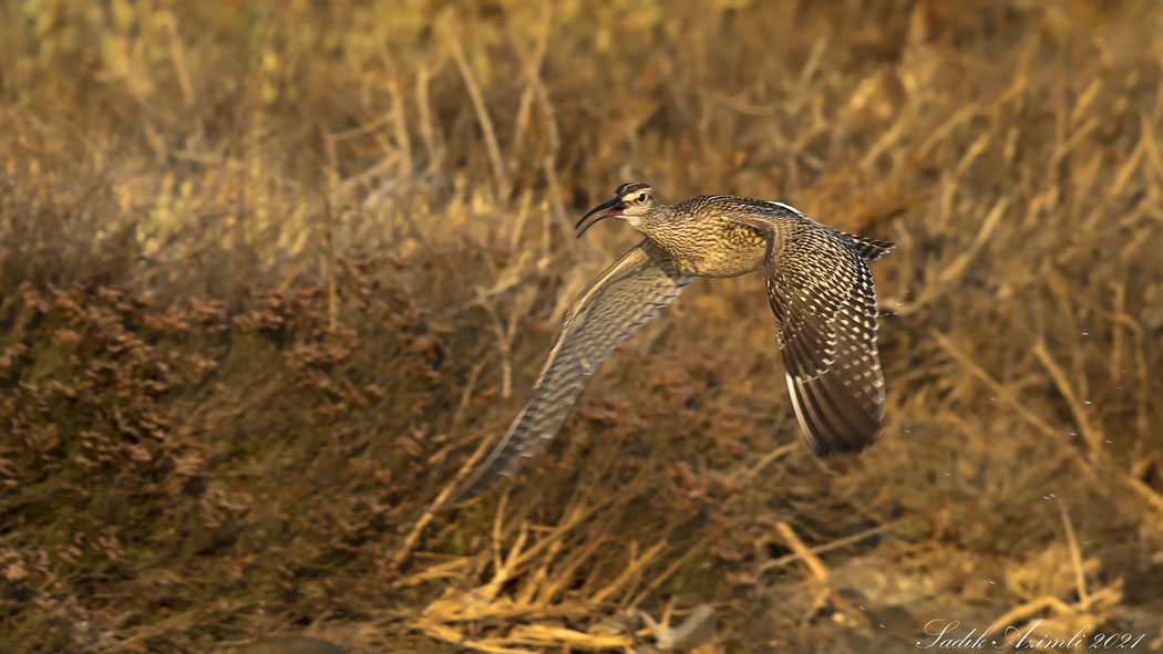 Sürmeli kervançulluğu