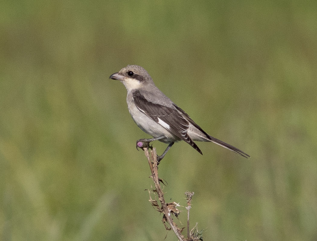Karaalınlı örümcekkuşu