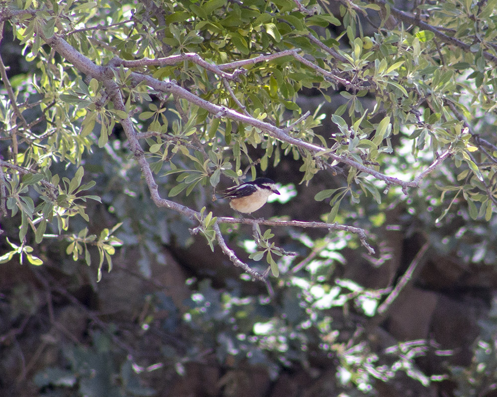 Maskeli örümcekkuşu