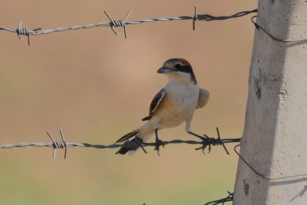 Kızılbaşlı örümcekkuşu