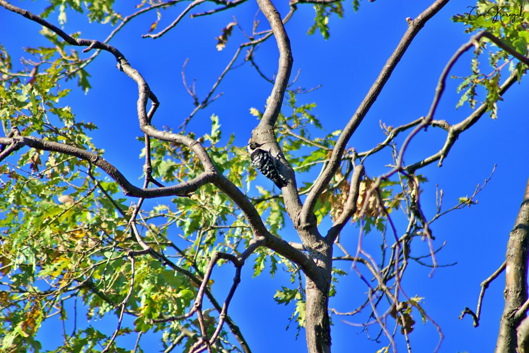 Küçük ağaçkakan