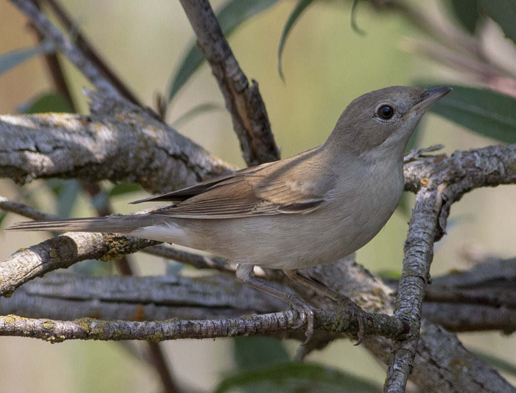 Akgerdanlı ötleğen