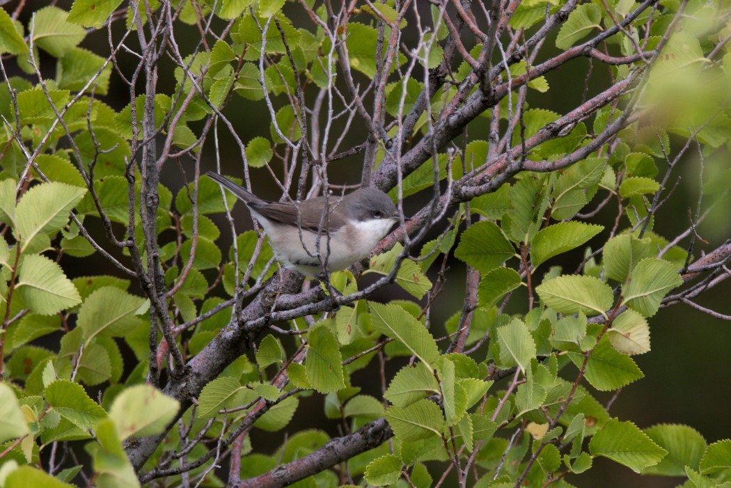 Küçük akgerdanlı ötleğen