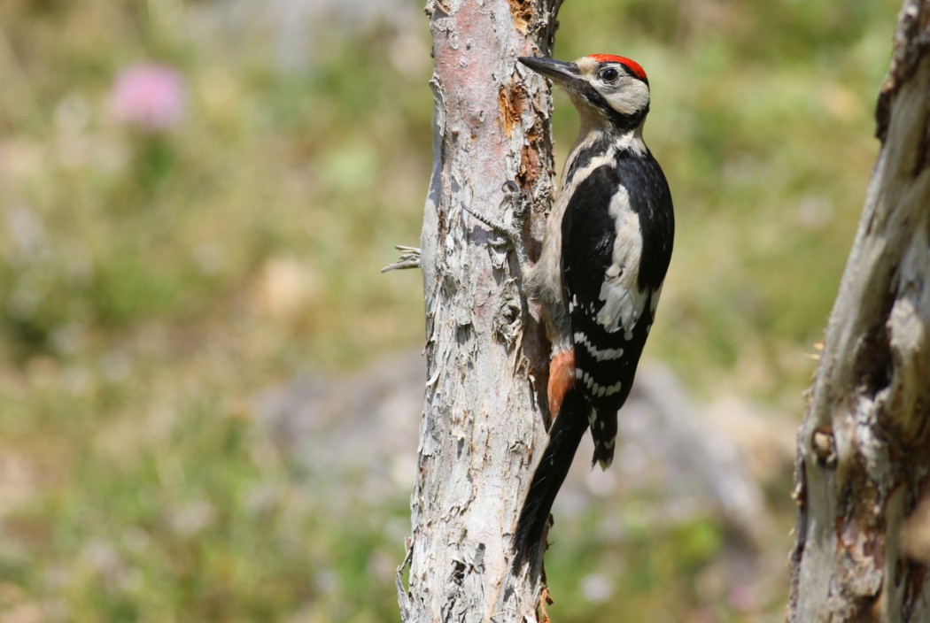 Orman alaca ağaçkakanı