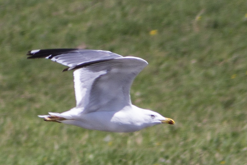 Van gölü martısı