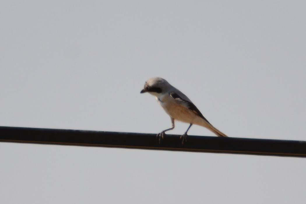 Karaalınlı örümcekkuşu