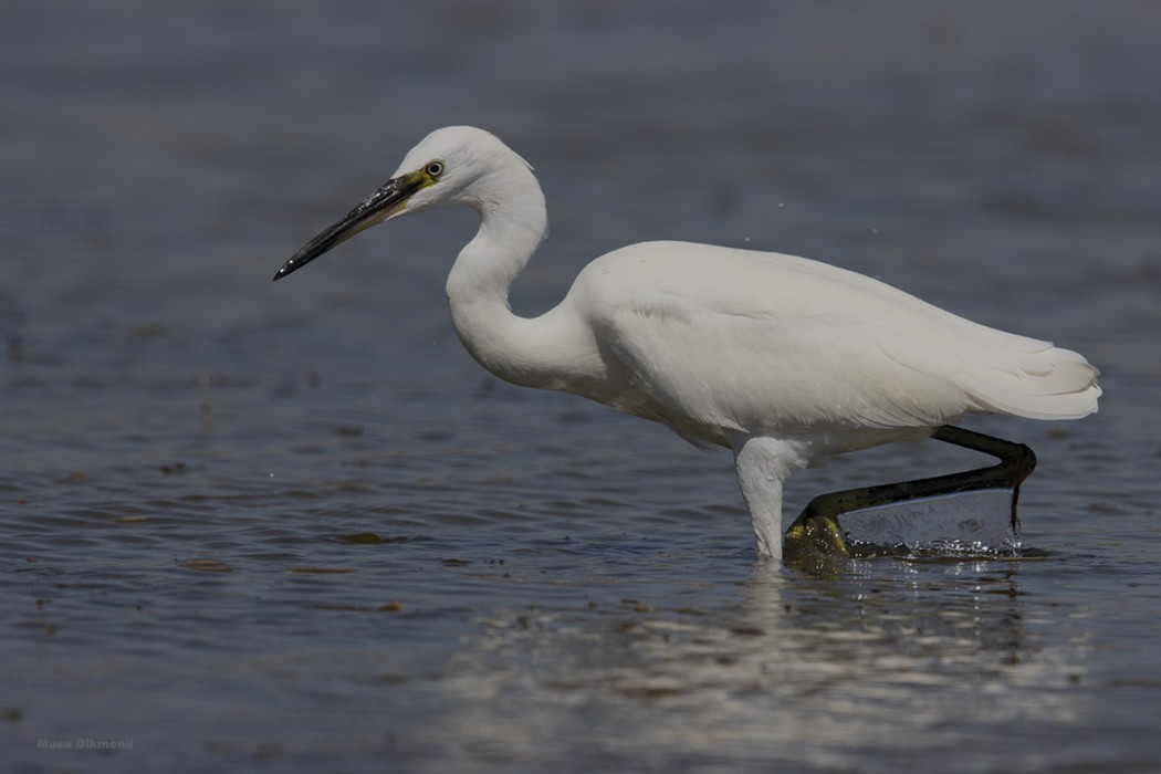 Küçük ak balıkçıl