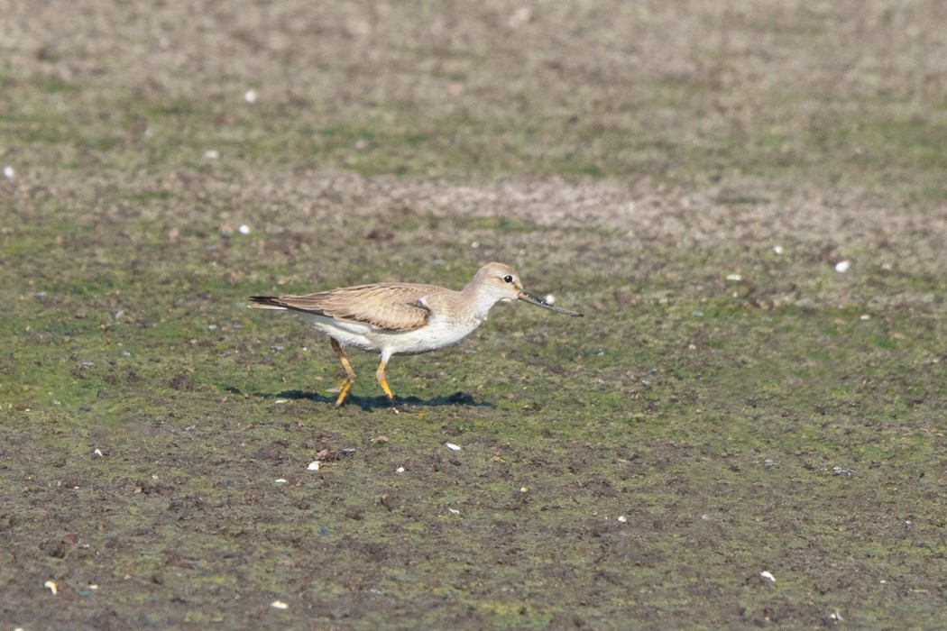Terek düdükçünü