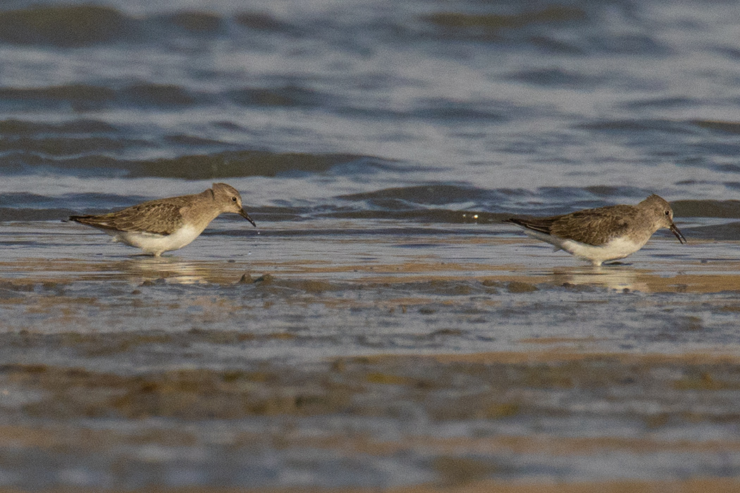 Sarıbacaklı kumkuşu