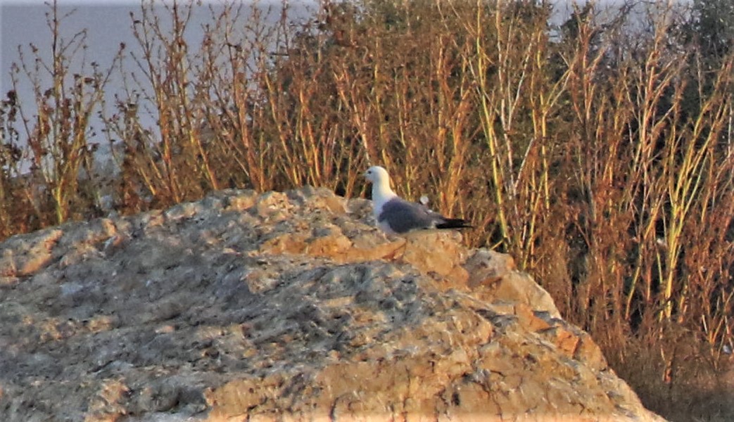 Van gölü martısı