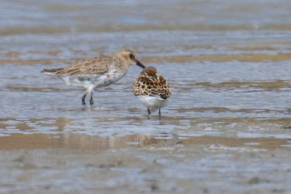 Karakarınlı kumkuşu
