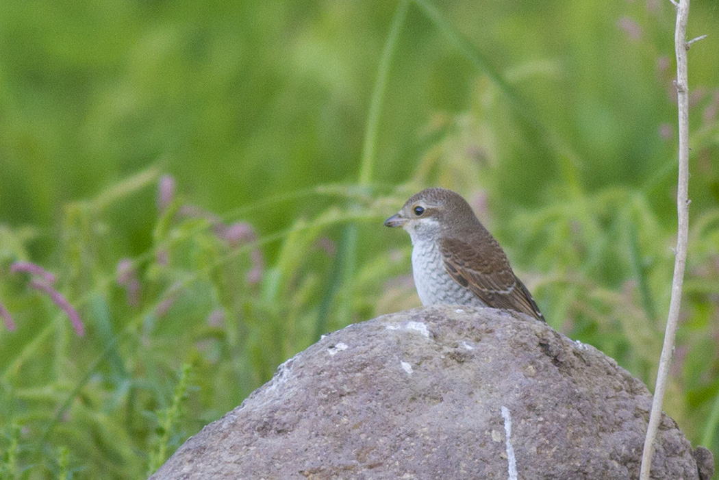 Kızılsırtlı örümcekkuşu