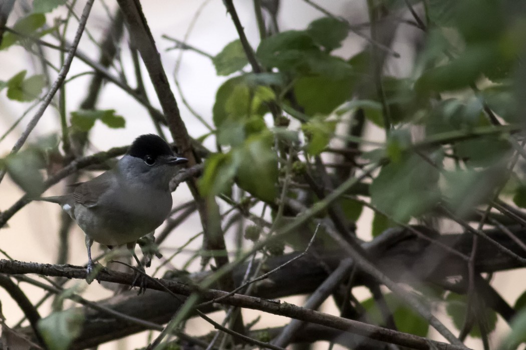 Karabaşlı ötleğen
