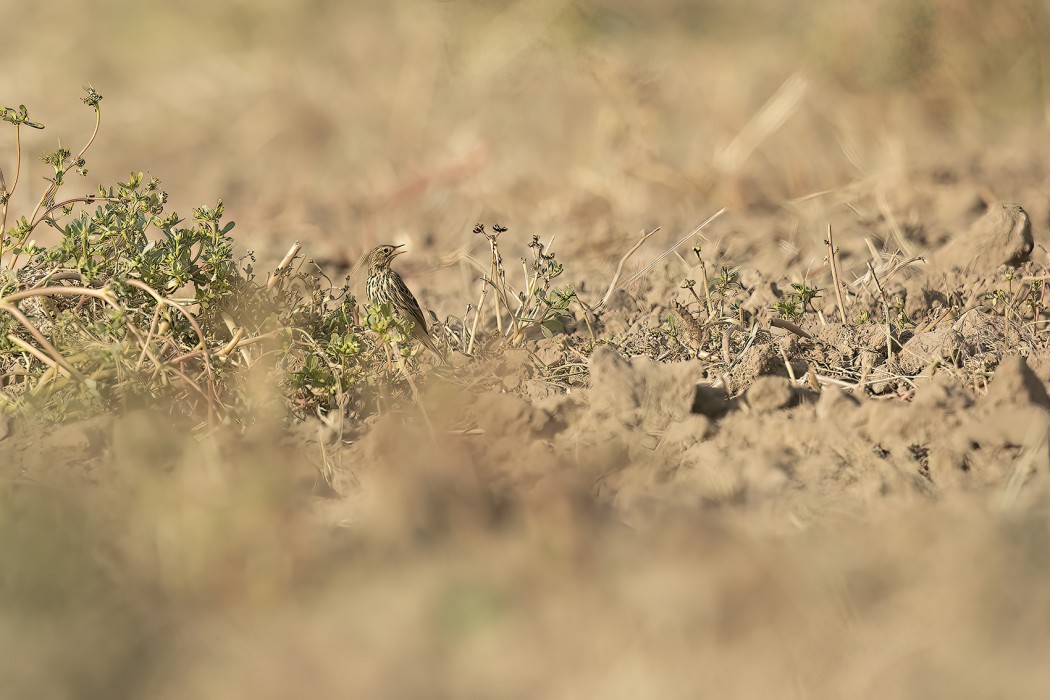Kızılgerdanlı incirkuşu