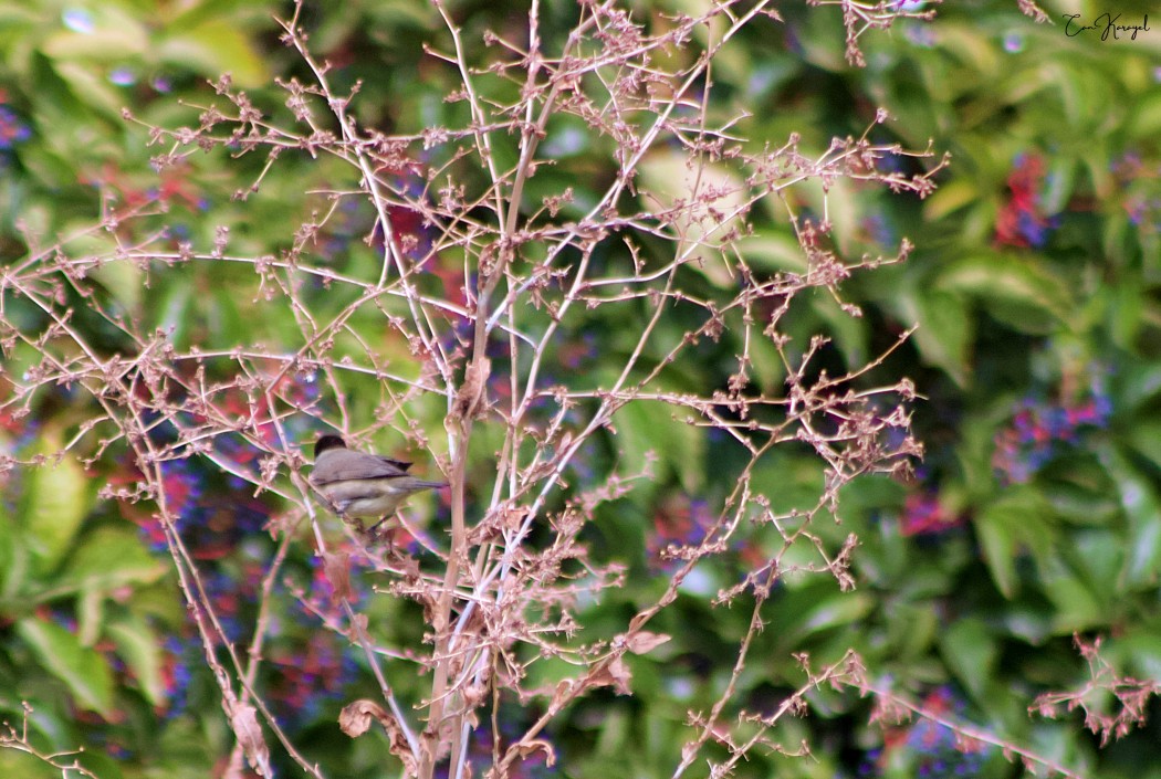 Karabaşlı ötleğen