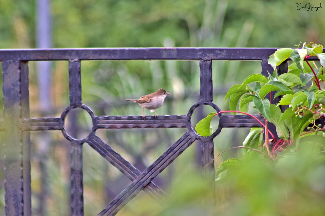 Akgerdanlı ötleğen