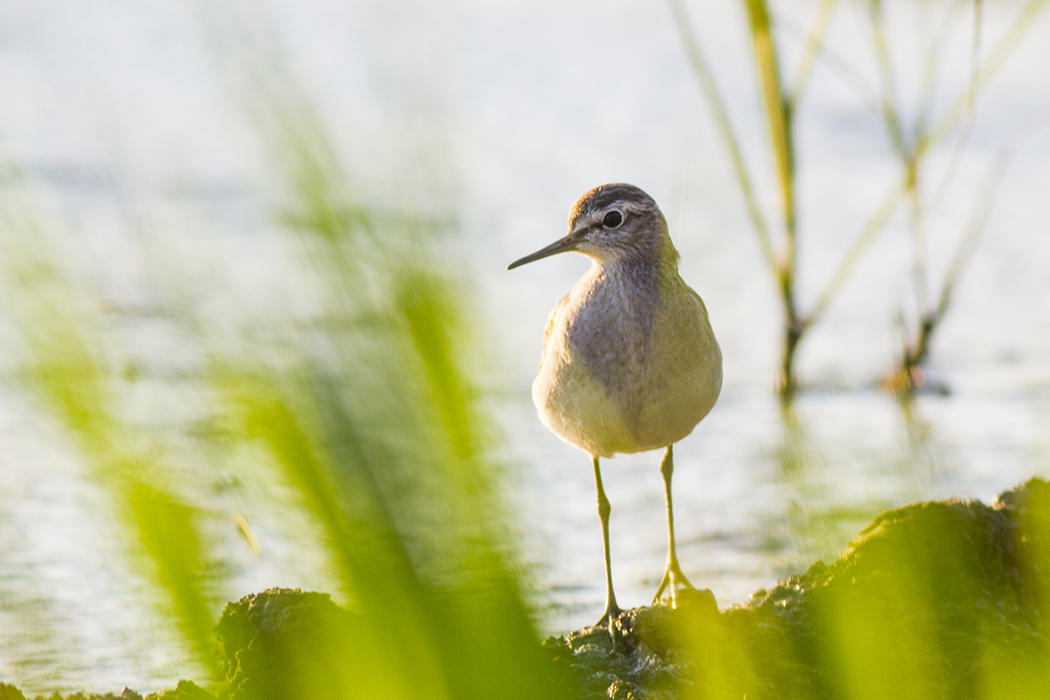 Orman düdükçünü