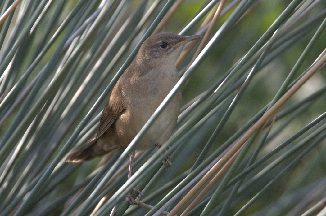 Bataklık kamışçını