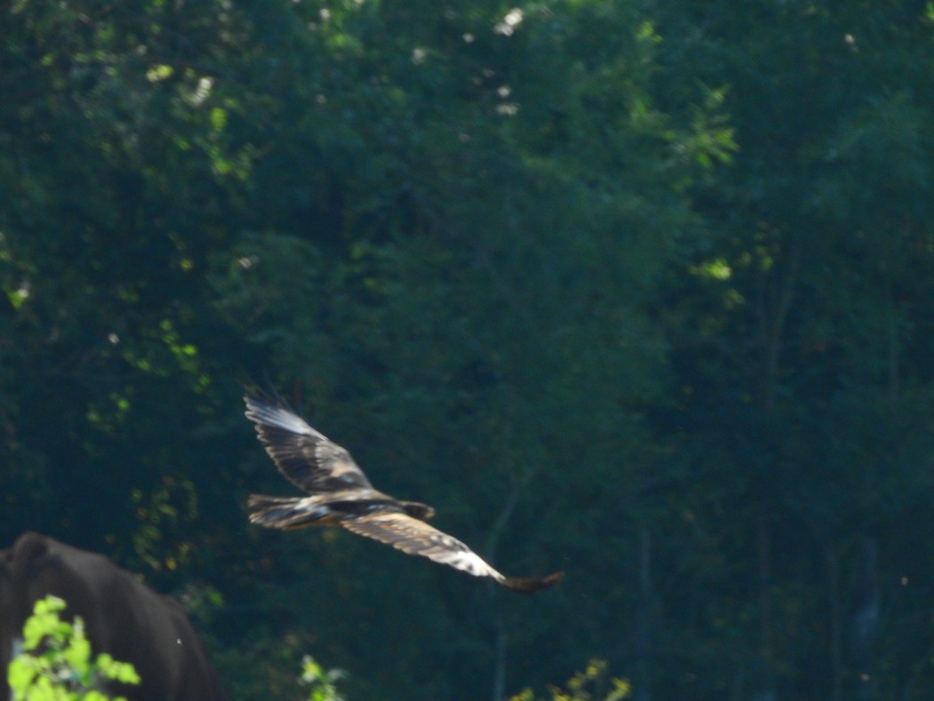 Küçük orman kartalı