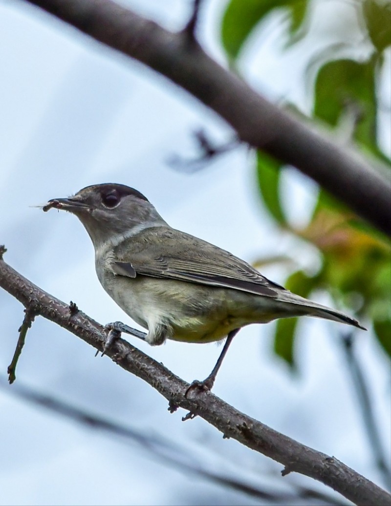 Karabaşlı ötleğen