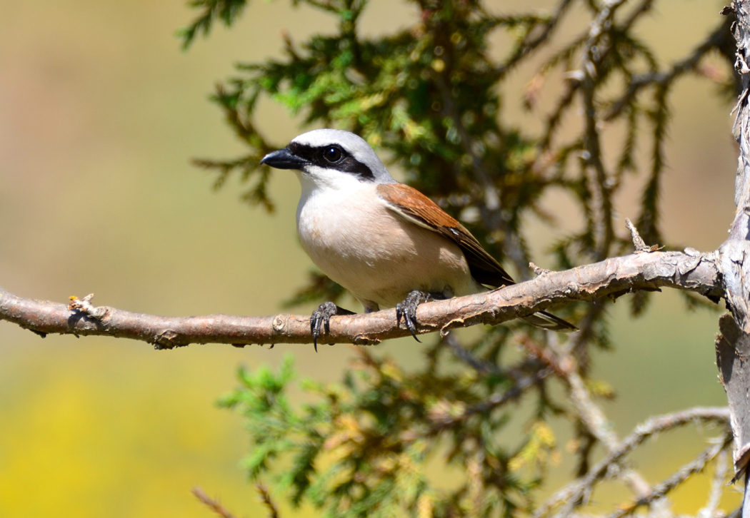 Kızılsırtlı örümcekkuşu