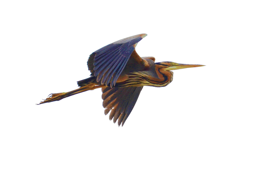 Erguvani balıkçıl