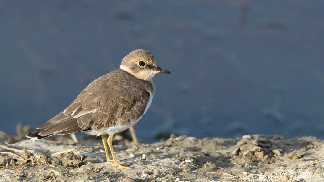 Halkalı küçük cılıbıt