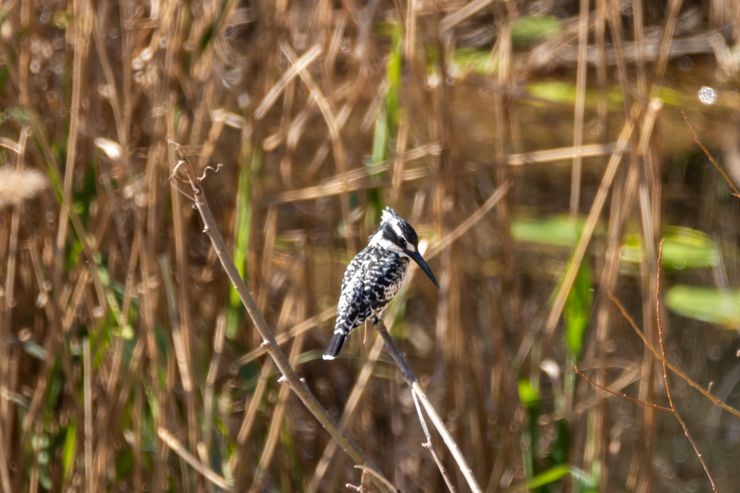 Alaca yalıçapkını