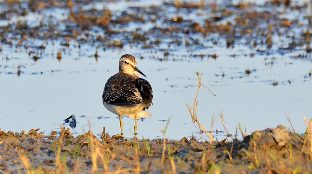Orman düdükçünü