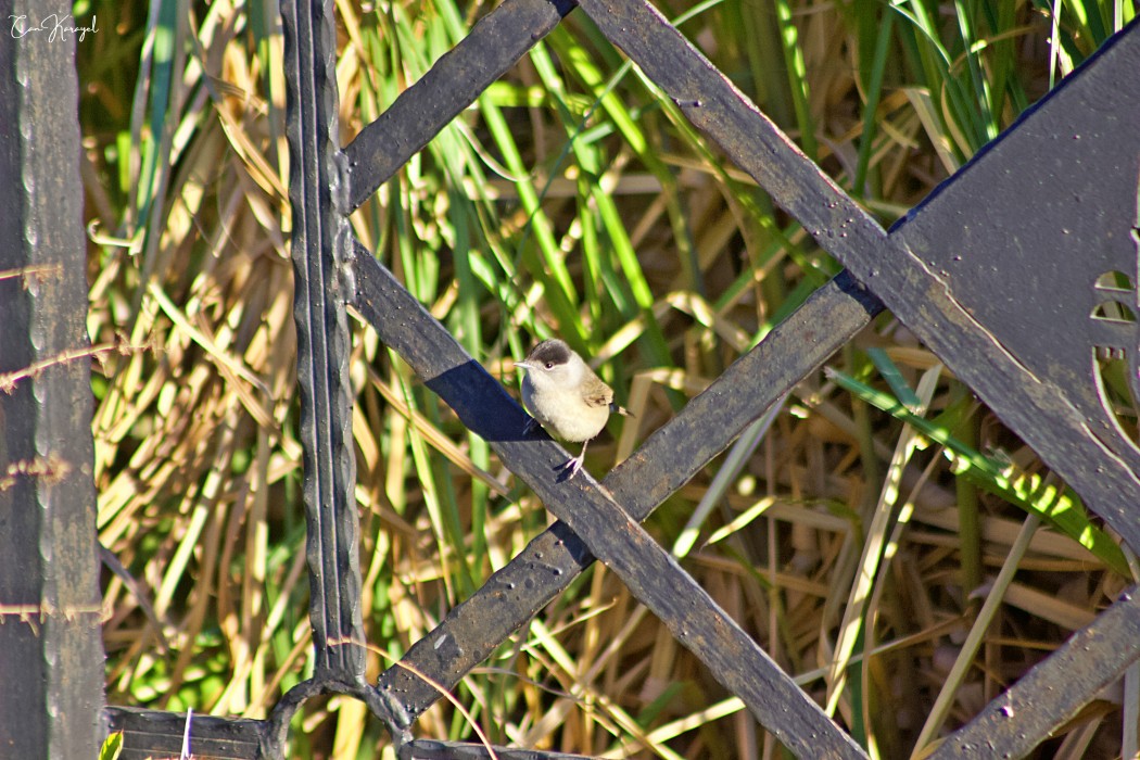 Karabaşlı ötleğen