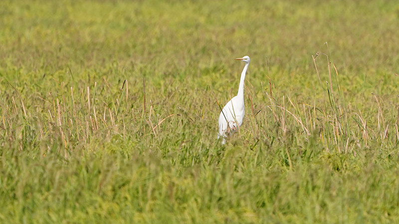 Büyük ak balıkçıl