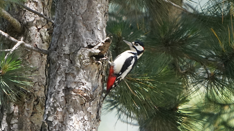 Orman alaca ağaçkakanı