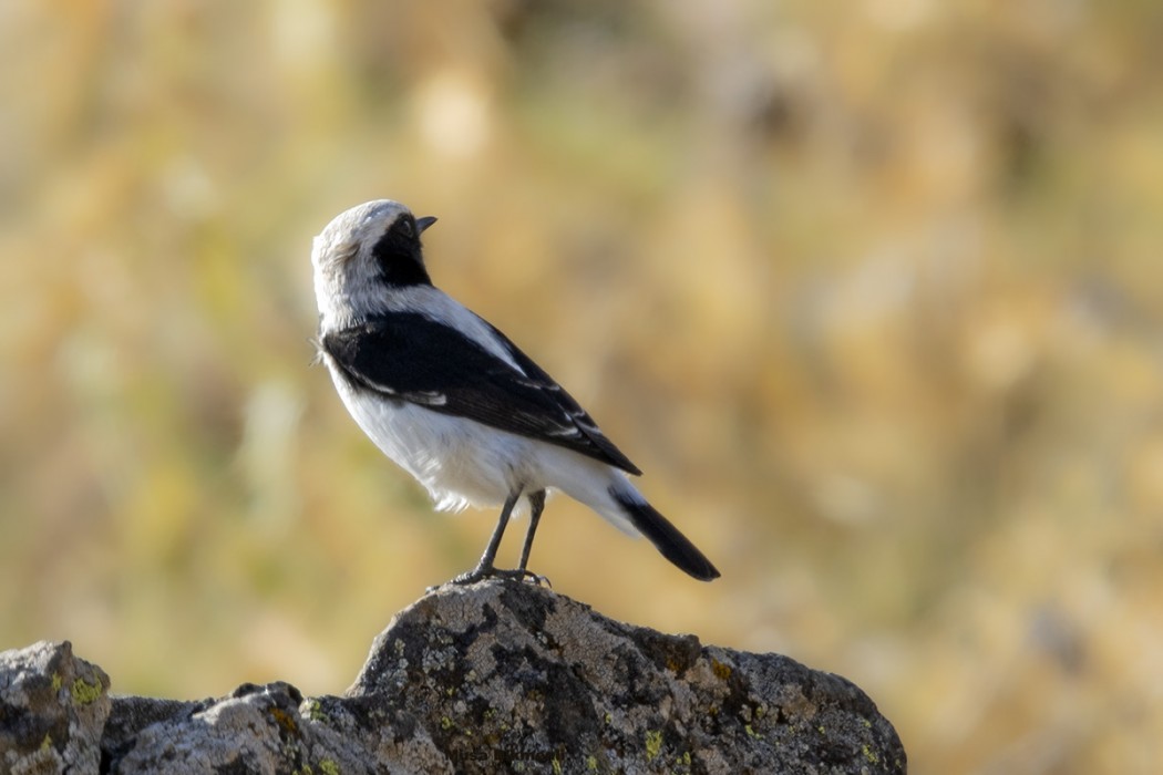 Aksırtlı kuyrukkakan