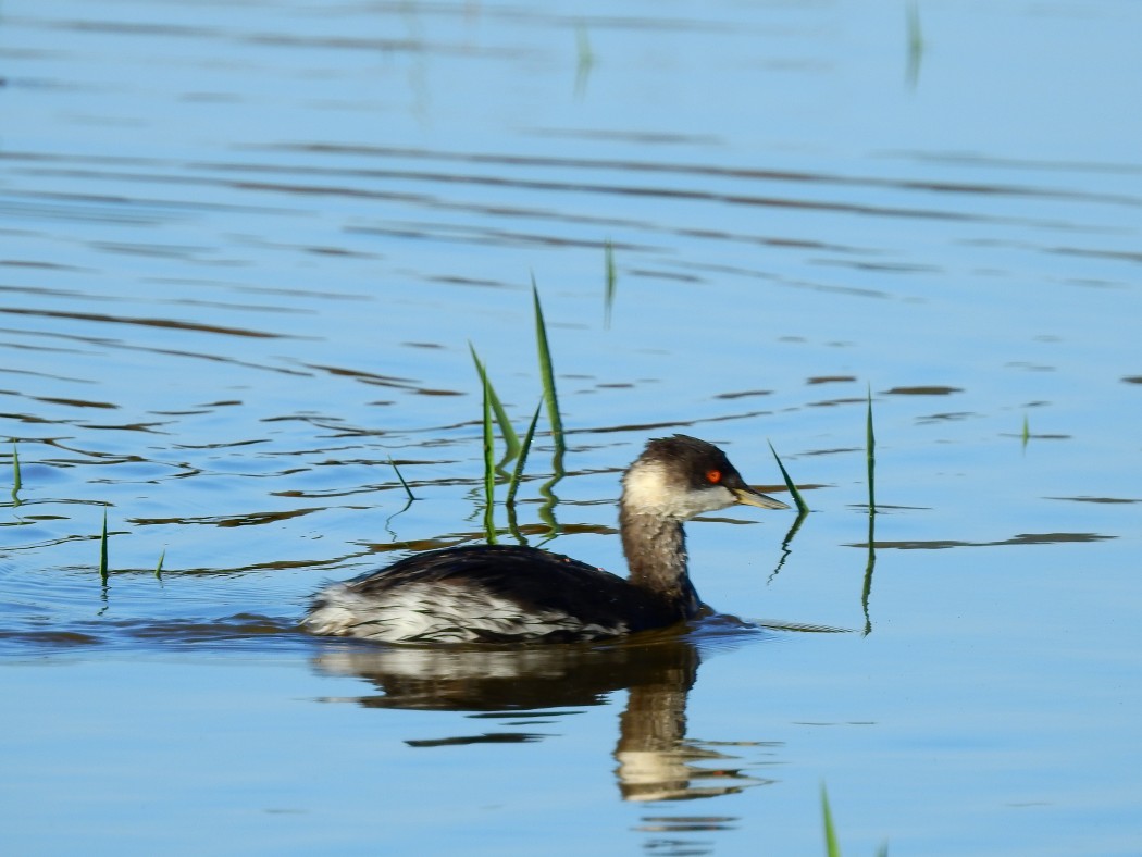 Karaboyunlu batağan