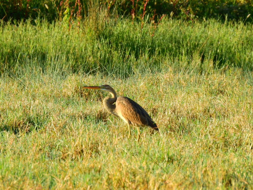 Erguvani balıkçıl