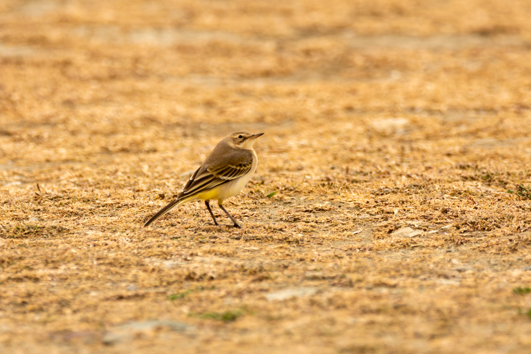 Sarı kuyruksallayan