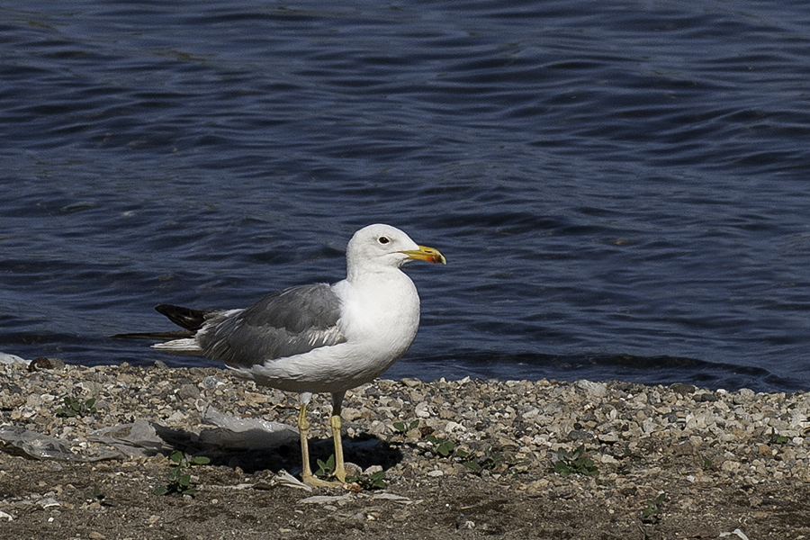 Van gölü martısı