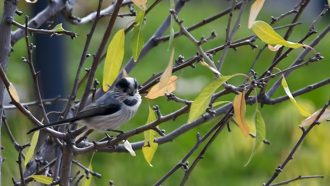 Uzunkuyruklu baştankara