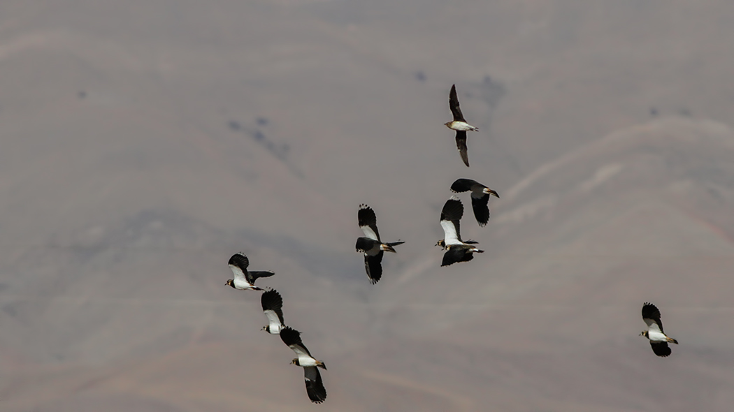 Karakanatlı bataklıkkırlangıcı