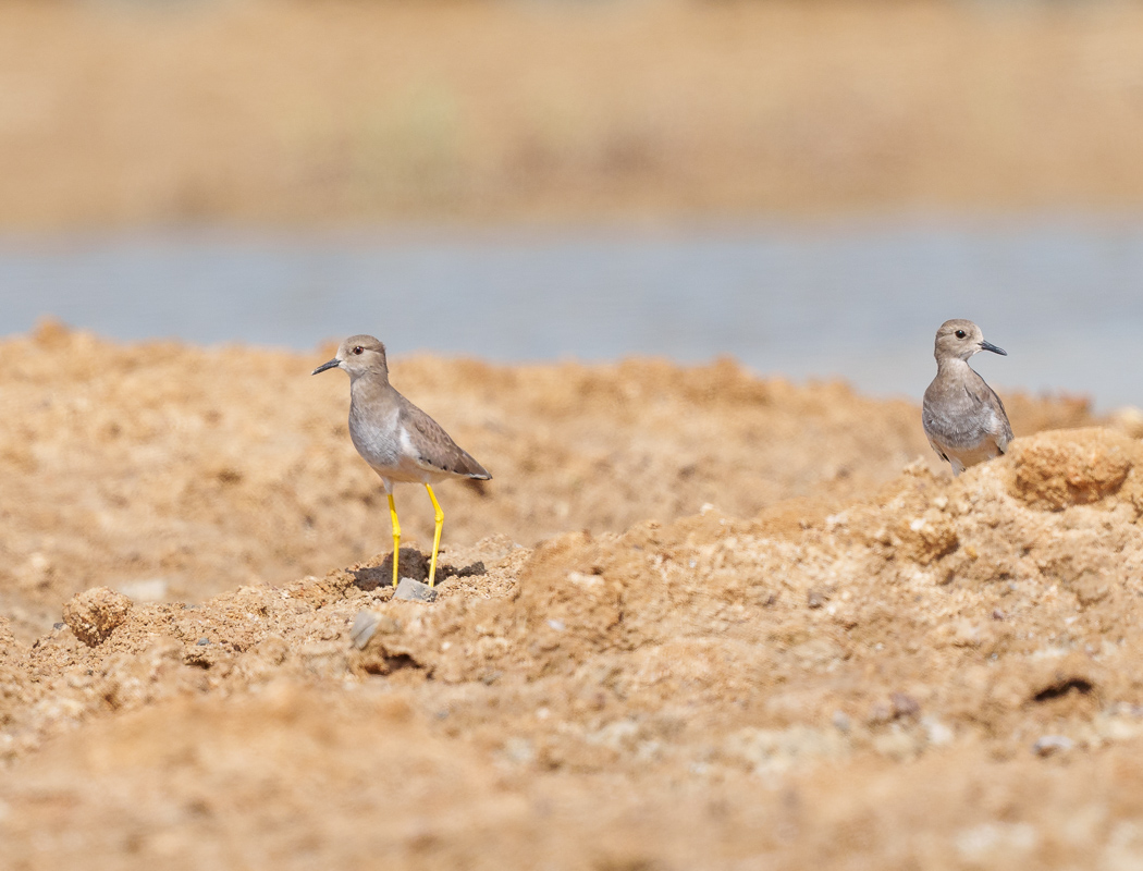 Akkuyruklu kızkuşu