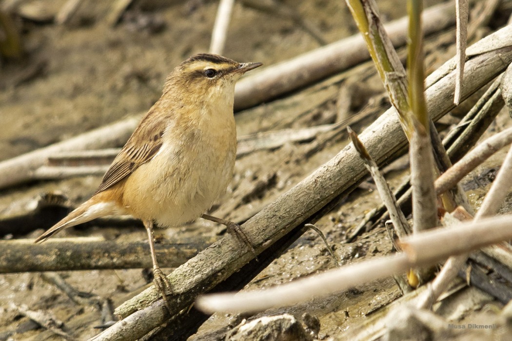 Kındıra kamışçını