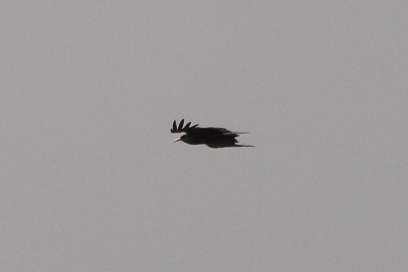 Kırmızıgagalı dağ kargası