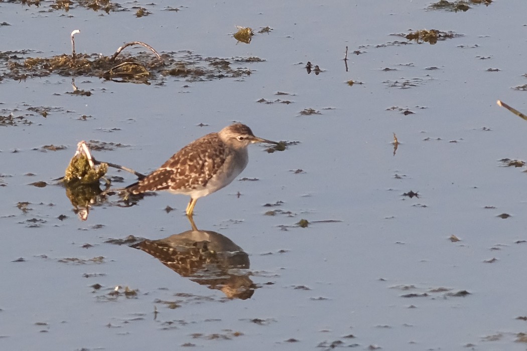 Sarıbacaklı kumkuşu